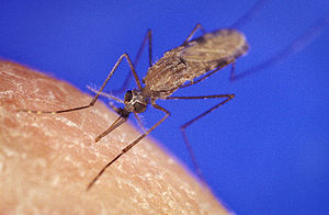 Anopheles gambiae mosquito