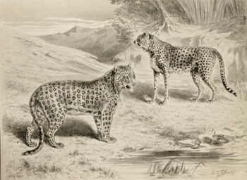 English: Illustration of a leopard and cheetah